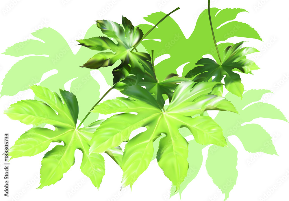 green foliage group isolated on white background green foliage group isolated on white background