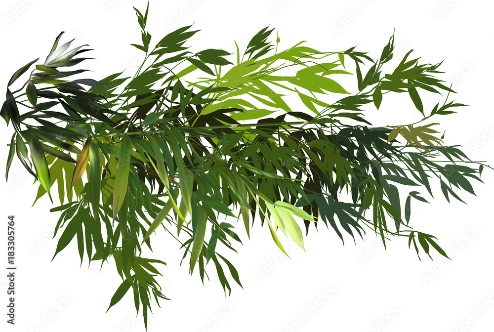 Fototapeta premium green bamboo branches group isolated on white