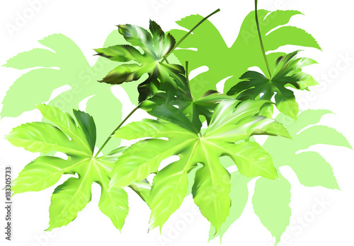 green foliage group isolated on white background