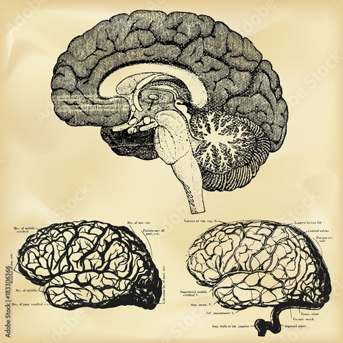 Vintage anatomy illustration