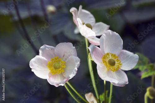 Anemone