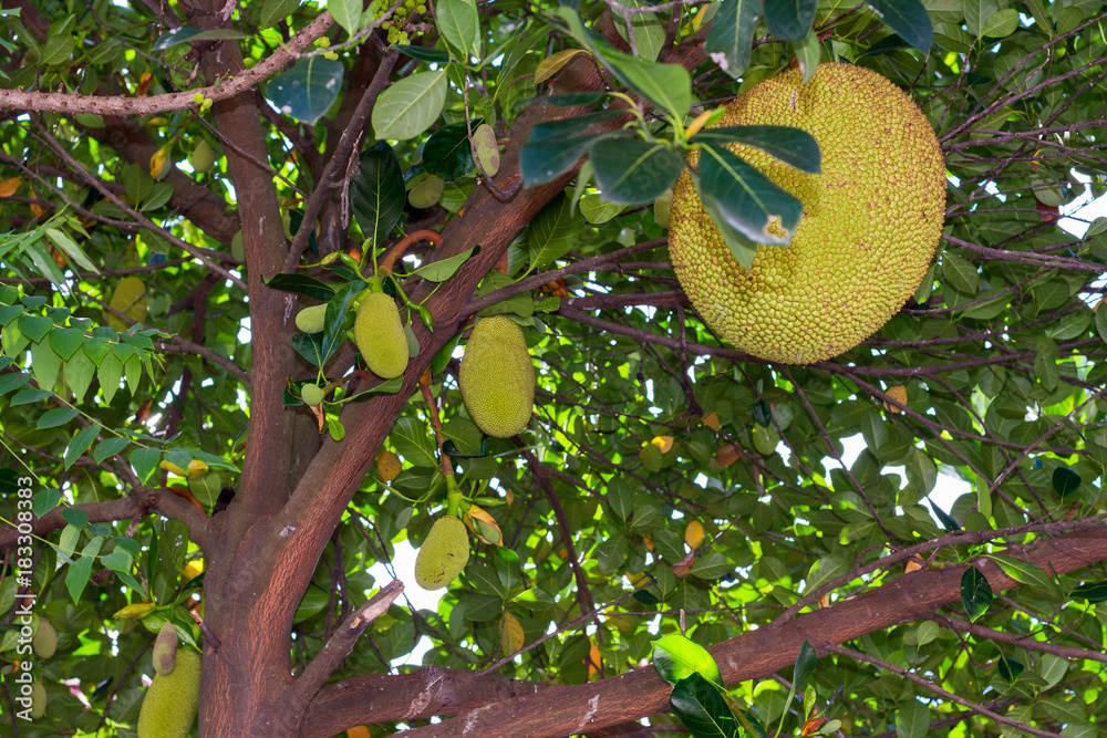 the jackfruit, genus Artocarpus, best known varieties being the jackfruit, genus Artocarpus, best known varieties being