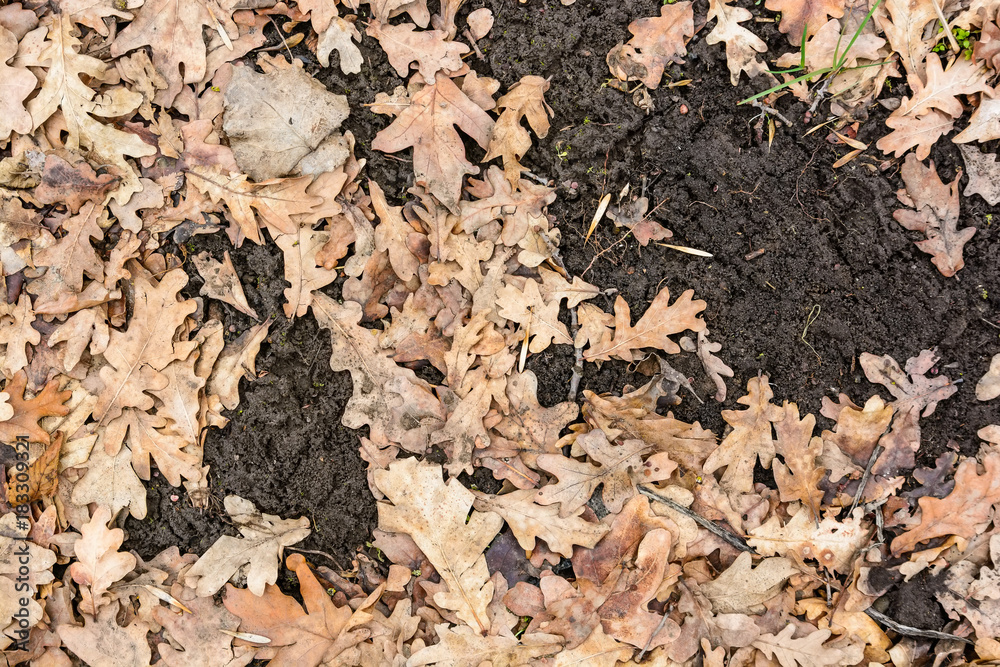 Dry fallen leaves