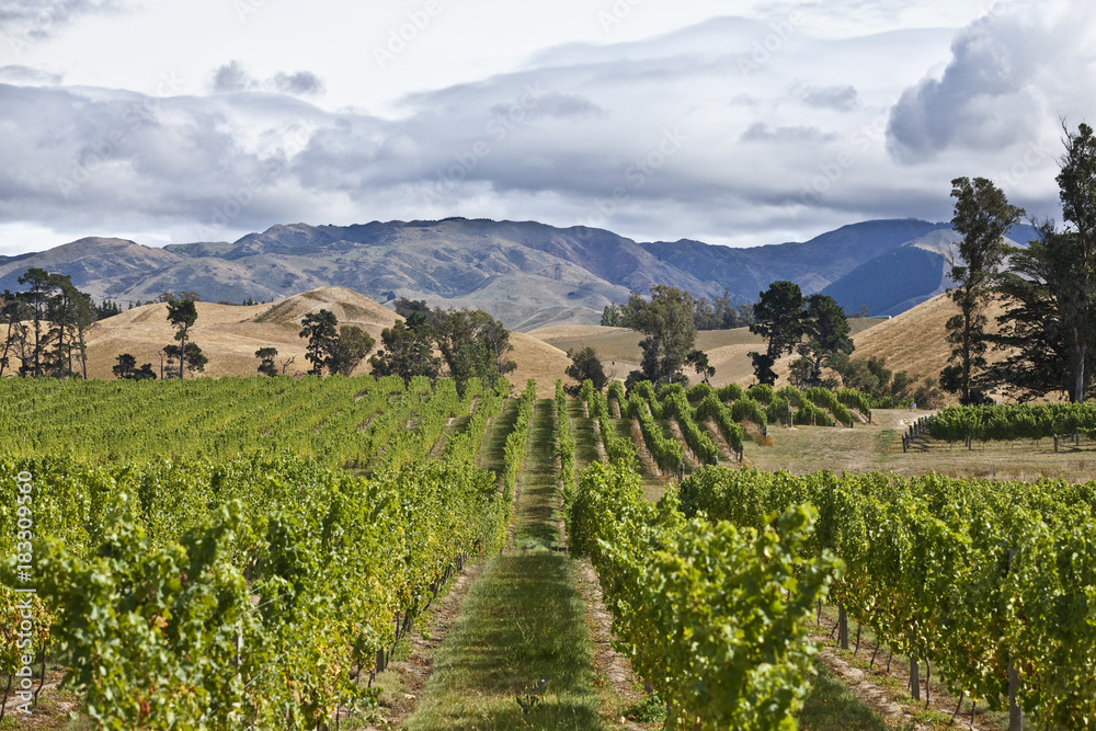 Weinbau in Marlborough, Neusseland, Südinsel