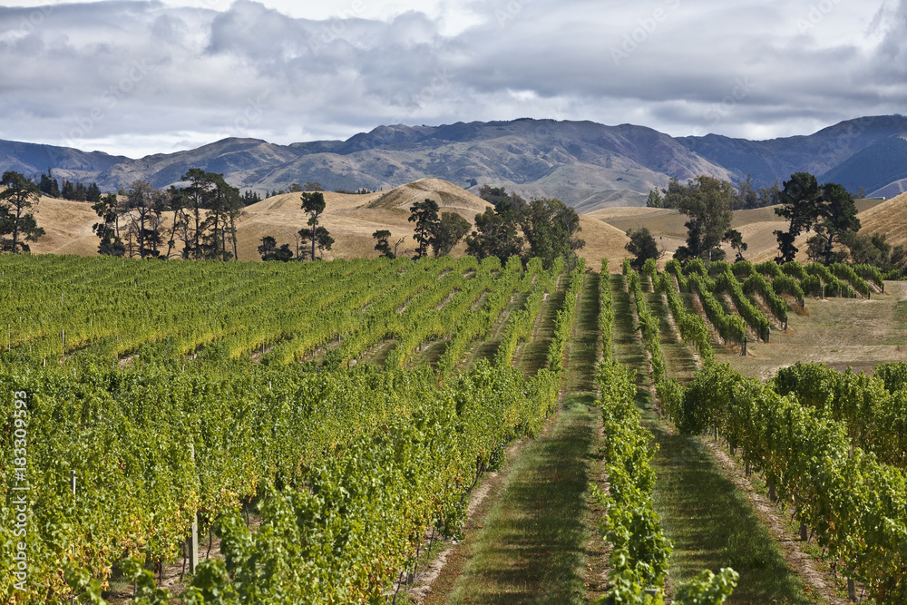 Weinbau in Marlborough, Neusseland, Südinsel