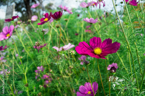 spring flowers