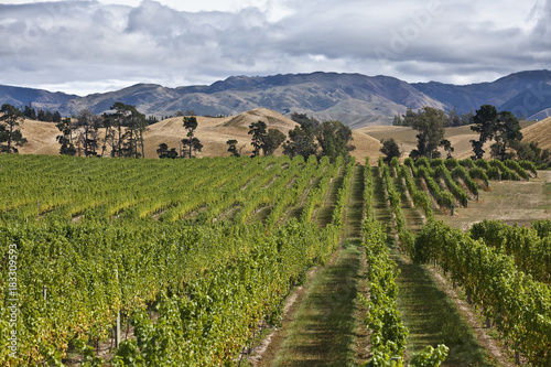 Weinbau in Marlborough  Neusseland  S  dinsel