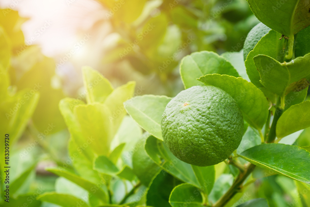 Fresh green lemon limes on tree in organic garden Fresh green lemon limes on tree in organic garden