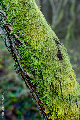 Moss Covered Tree In Forest