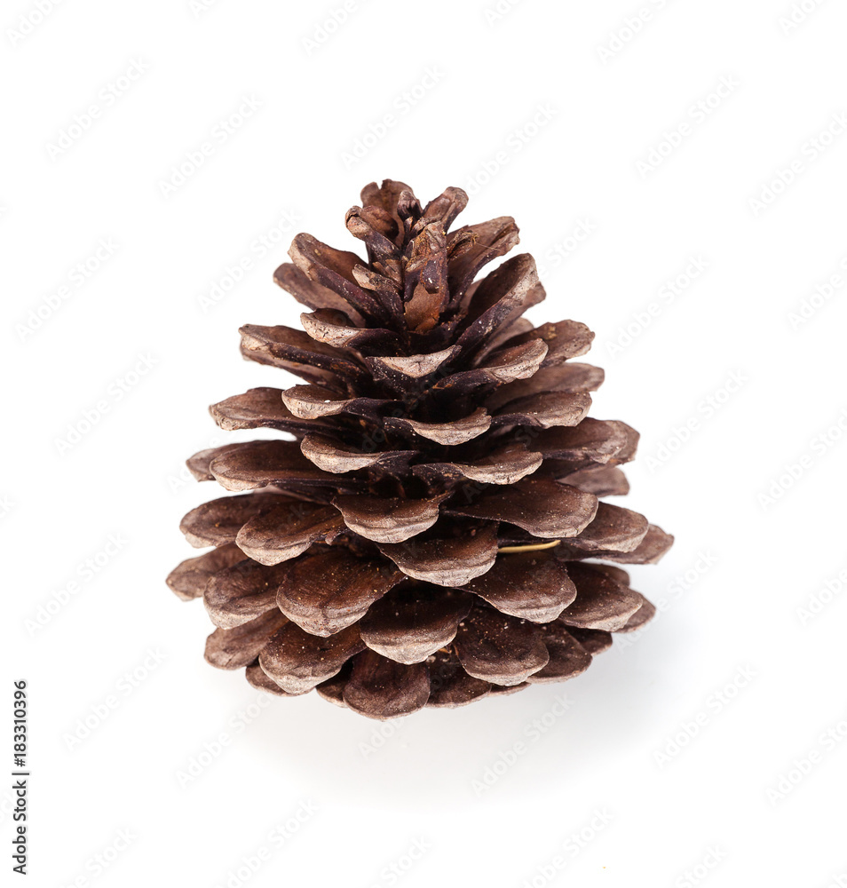 Pine cone isolated on white background Pine cone isolated on white background