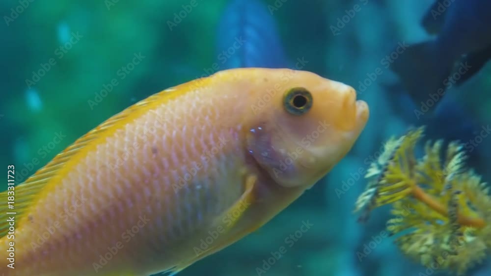 A beautiful orange fish floats in a home aquarium. A beautiful orange fish floats in a home aquarium.