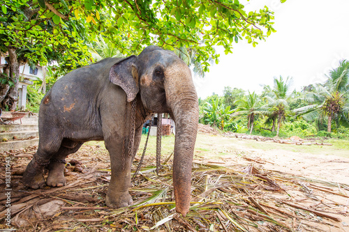 Elephant at the home farm in Sri Lanka photo