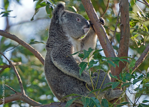 Australian Koala (Phascolarctos cinereus) Eating Eucalypt Leaves