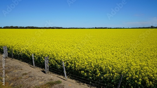 Canola Fields in rural Victoria Australia