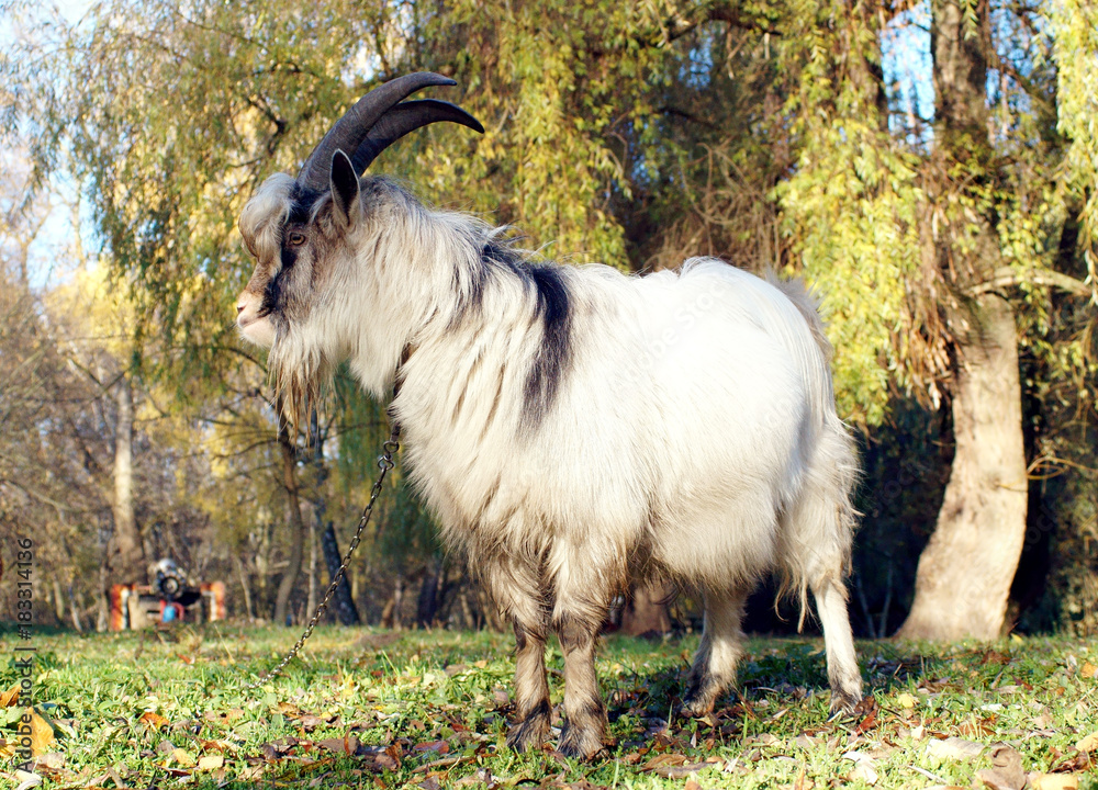 Grey goat grazed on autumn green meadow