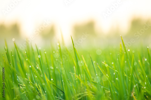 Abstract natural background of green rice farm close up with water drop bokeh in morning. Spring or summer season.