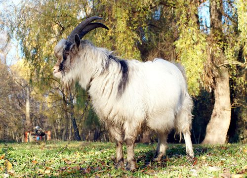 Obraz na płótnie Grey goat grazed on autumn green meadow w salonie