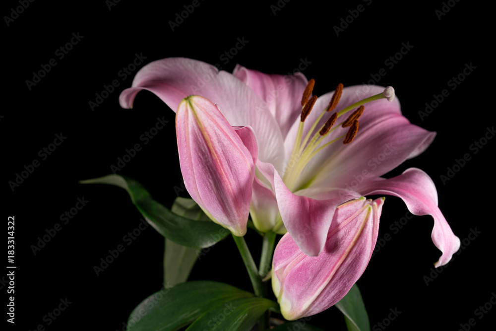 blossoming pink lily blossoming pink lily