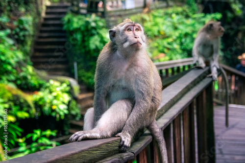 wild monkey looking to the sky in monkey forest in bali. indonesia