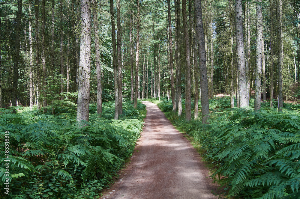 Waldweg Waldweg