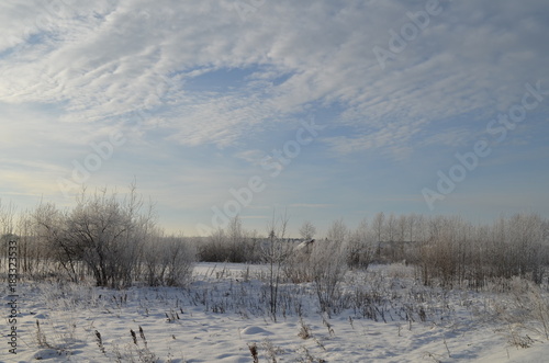Иней на деревьях, мороз в декабре,солнечный день, голубое небо,природа Сибири,ель,береза © Vera