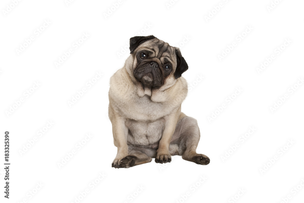 cute smart pug puppy dog with cheecky face, sitting down, isolated on white background