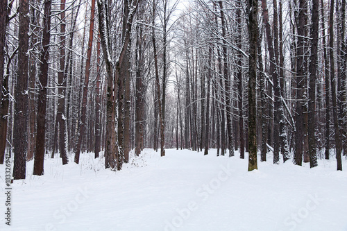 Winter forest in the snow.