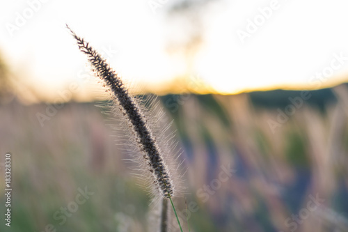 Grass with sunset