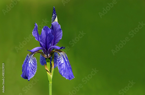 Fototapeta Naklejka Na Ścianę i Meble -  Blooming Siberian iris (Iris sibirica)   