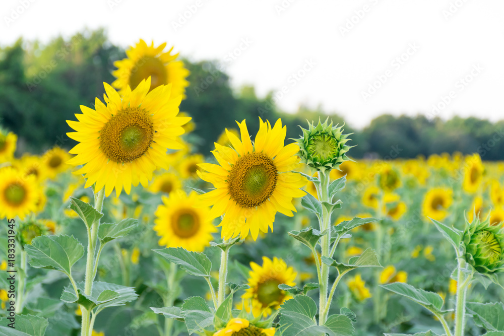 Fototapeta premium sunflower and sunglasses background is sky.