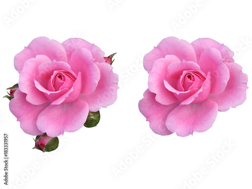 ピンクの薔薇の花素材