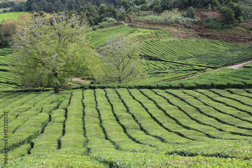 Tea Plantation, Azores
