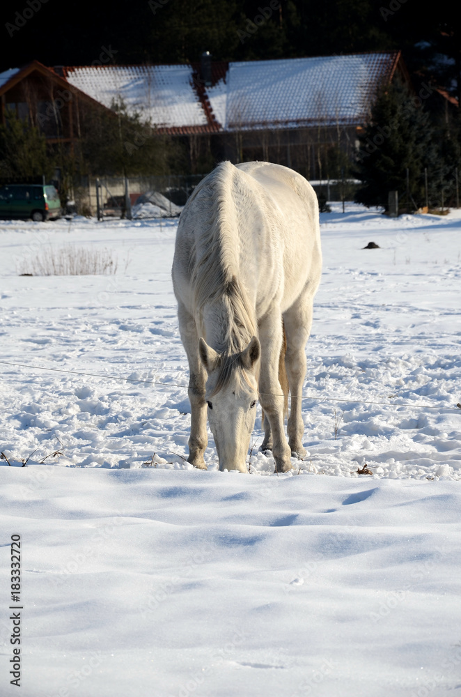 White horse on a snowy meadow in winter
