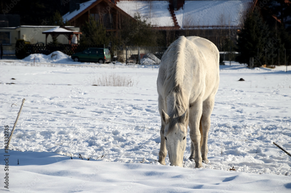White horse on a snowy meadow in winter