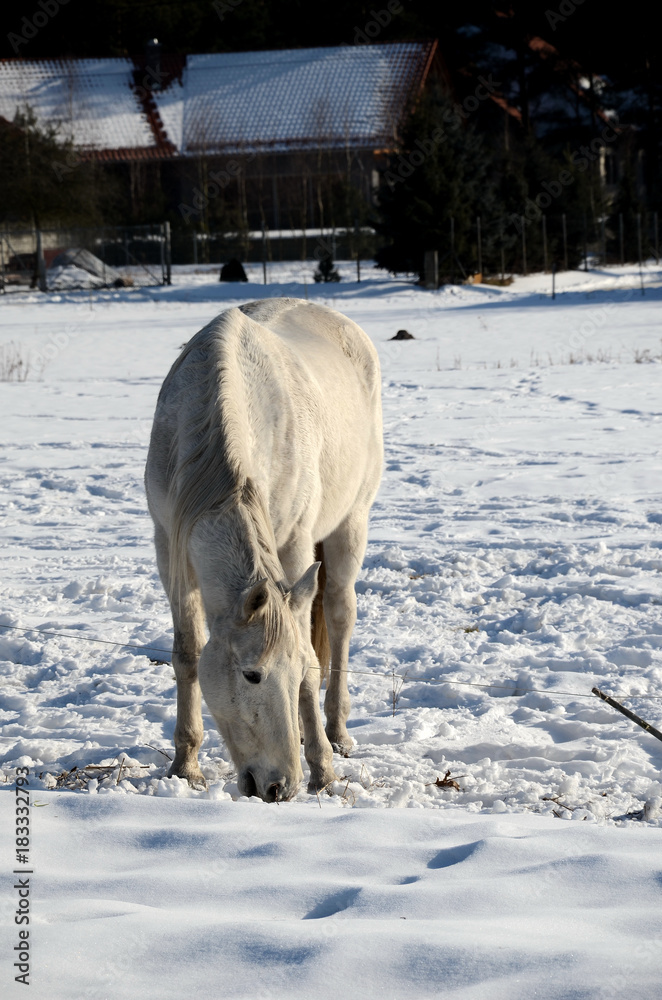 White horse on a snowy meadow in winter