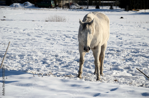 Obraz na płótnie White horse on a snowy meadow in winter w salonie