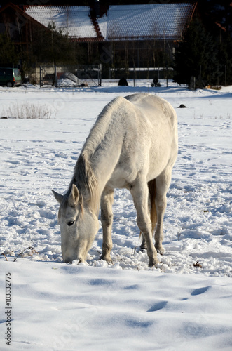 White horse on a snowy meadow in winter