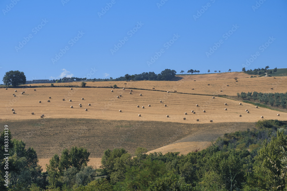 Obraz premium Landscape near Loreto Aprutino (Abruzzi) at summer