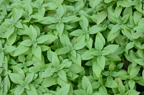 focus on green and fresh basil
