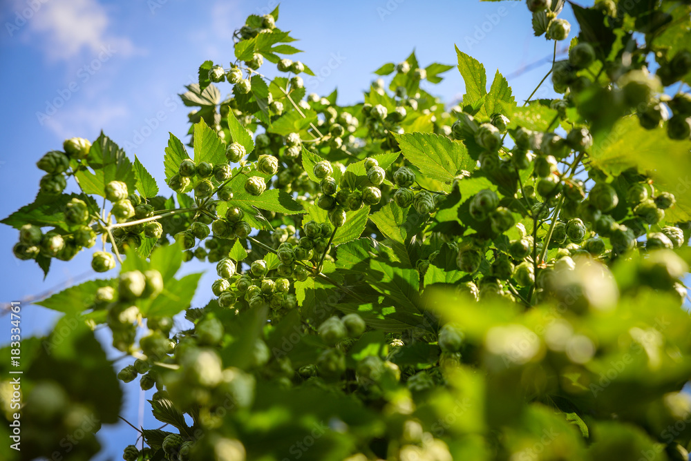 Green fresh hop cones 