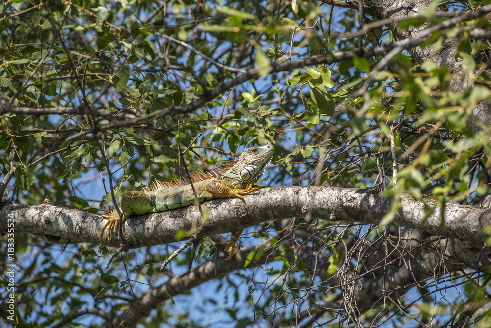 Iguana is a genus of herbivorous lizards that are native to tropical areas of Mexico and America but found in Thailand because it imported for the pet. Iguana is a genus of herbivorous lizards that are native to tropical areas of Mexico and America but found in Thailand because it imported for the pet.