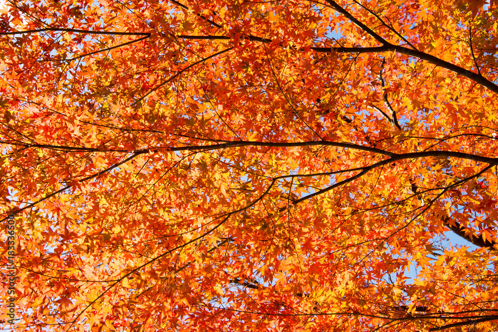 Autumn leaves background, The leaves change color. Autumn leaves background, The leaves change color.