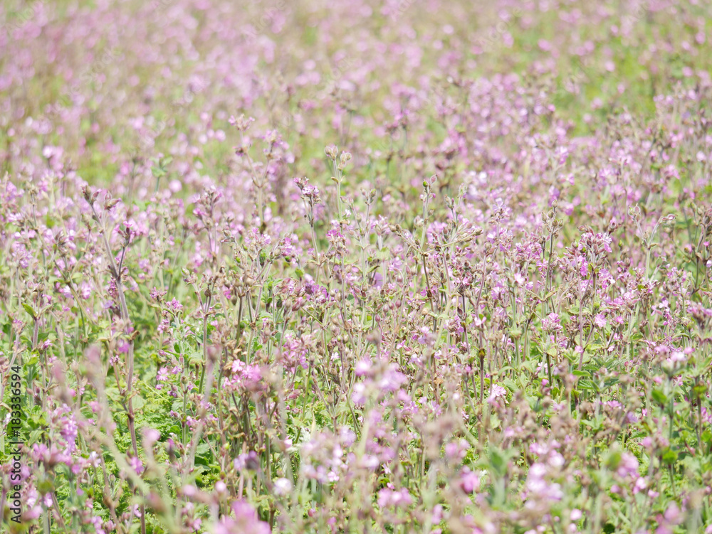 Wild Flowers