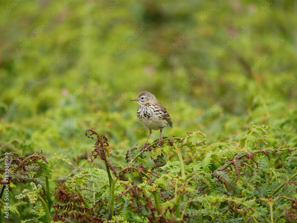 Fototapeta premium Song Thrush