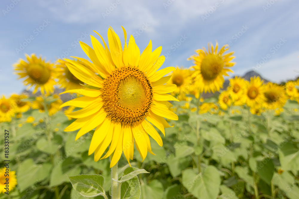 Closeup Beautiful of a Sunflower or Helianthus in Sunflower Field, Bright yellow sunflower Lopburi, Thailand Closeup Beautiful of a Sunflower or Helianthus in Sunflower Field, Bright yellow sunflower Lopburi, Thailand