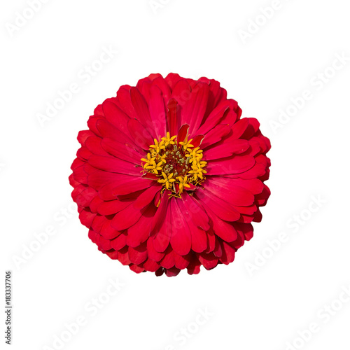 Red Zinnia flower isolated ...