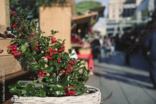 holly on sale in a christmas market