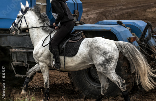 Foto Horsepower.
A white horse passing by a blue tractor.