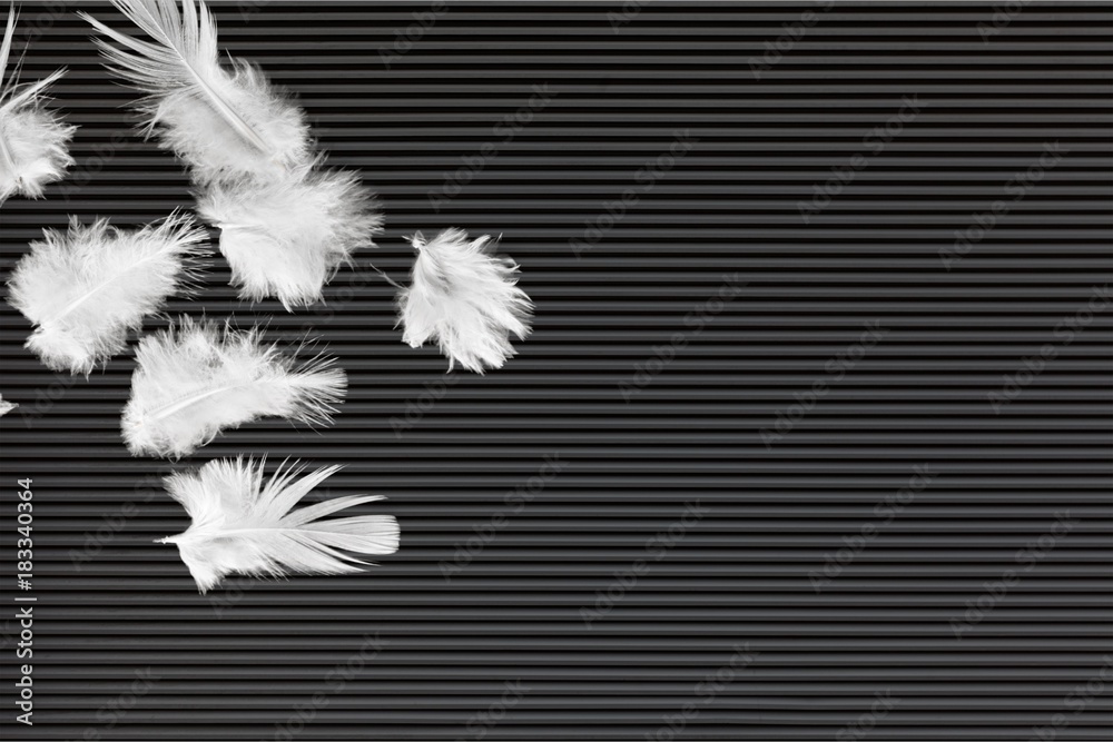 Obraz premium Feather.