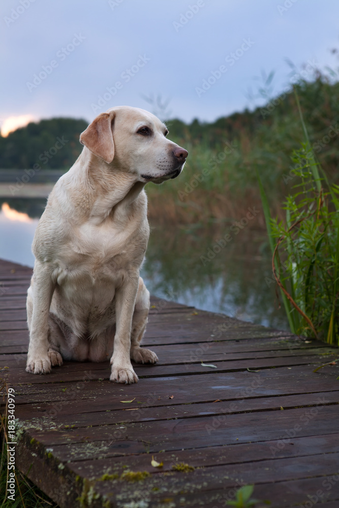 Лабрадор сидит на деревянном мостике у озера.